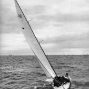 Requin 10