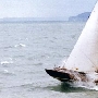 Requin 24