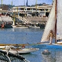 Requin 249