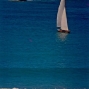 Requin 445 - Peppone