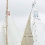 Requin 470
