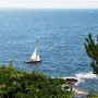 Requin 471
