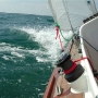 Requin 486